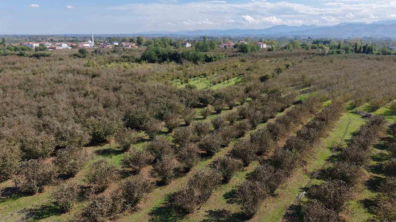 Samsun Çarşamba Ovası'nda Tarım Alanları Azalıyor, Ağaç Diktiği Artıyor