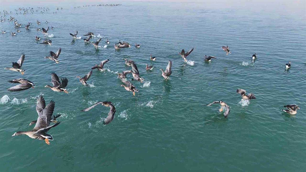 Van Erçek Gölü'nde Küçük Sakarcaların Görüntüleri Dronla Elde Edildi