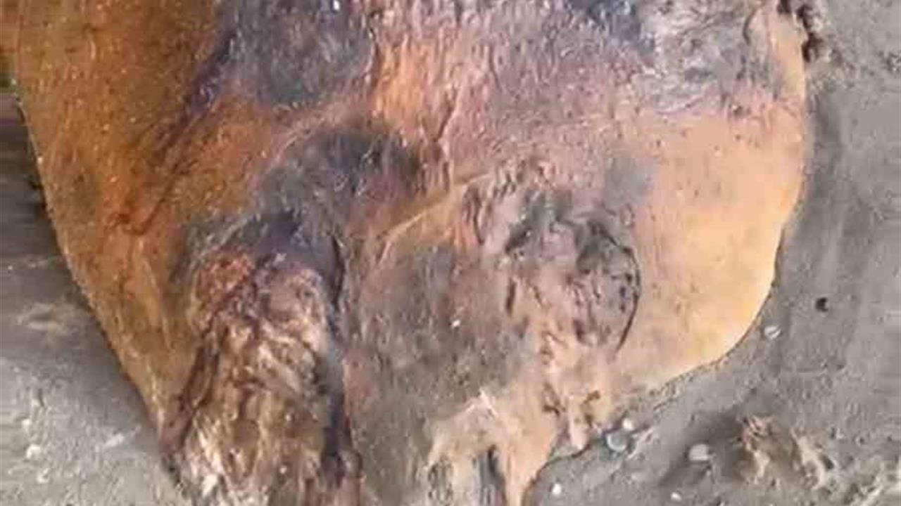 Tekirdağ Süleymanpaşa'da Kıyıya Vuran Gizemli Deniz Canlısı Merak Uyandırdı