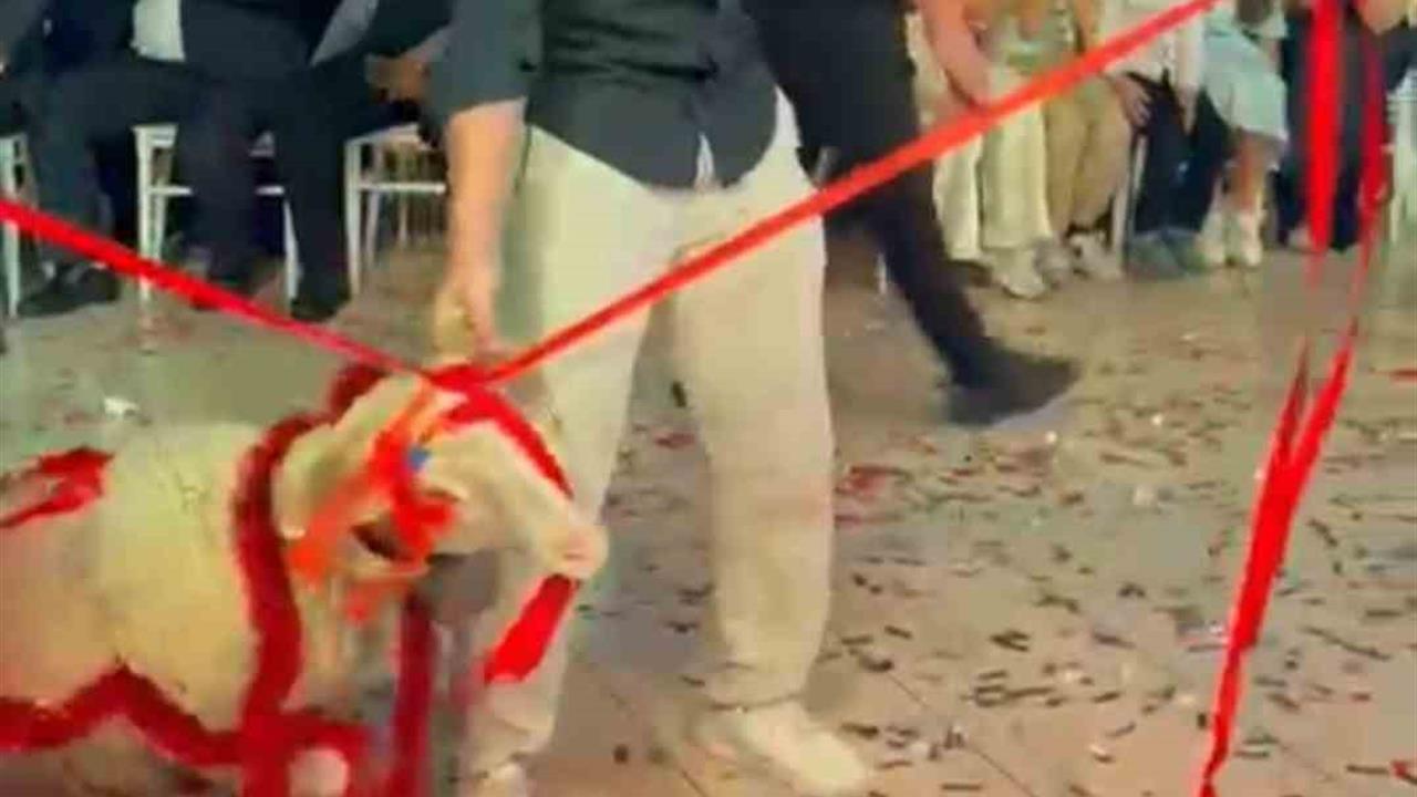 Afyonkarahisar Şuhut'ta Düğünde Damada Kuzu Hediye Edildi