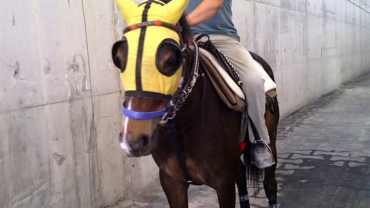 Adana Seyhan'da Kırmızı Işıkta Geçen Araç, Seyisi Hayatından Etti