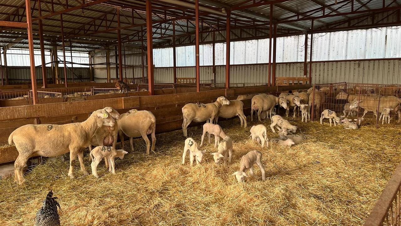 Bilecik Osmaneli'nde Genç Girişimciye Yüzde 100 Hibe Desteğiyle Hayvancılık Projesi