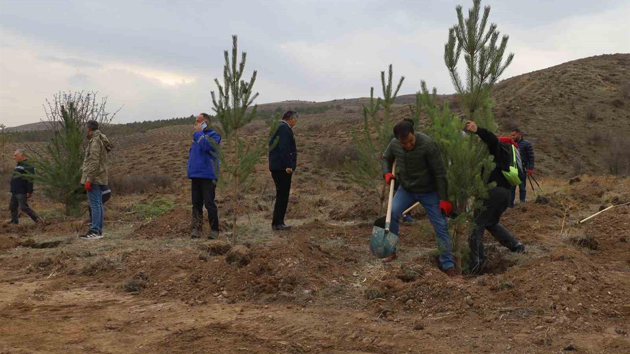 Sivas’ta 58 Bin Fidanın Toprakla Buluştuğu Etkinlik Gerçekleşti