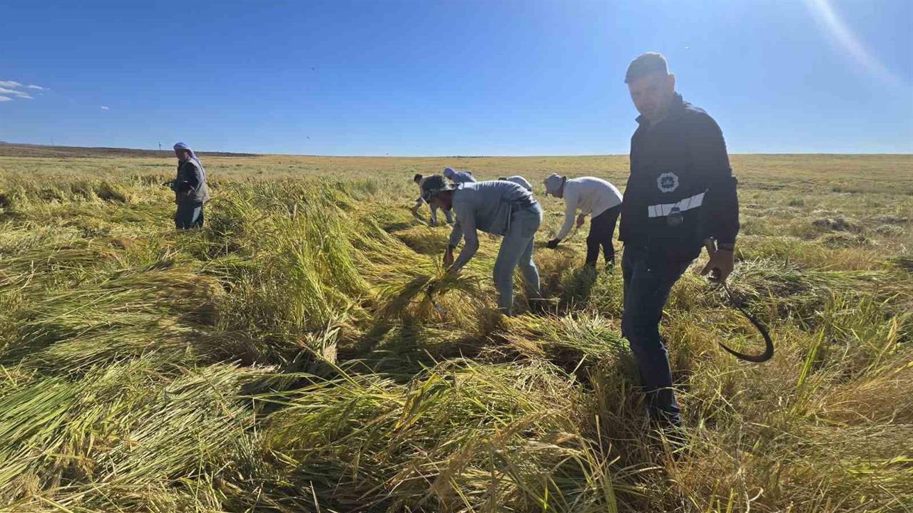 Diyarbakır Karacadağ Pirincinde İlaç Kalıntısına Rastlanmadı