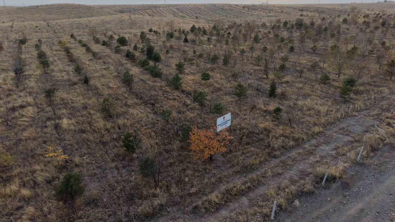 Iğdır'da 11 Kasım Milli Ağaçlandırma Günü Kapsamında Fidan Dikimi Gerçekleştirildi