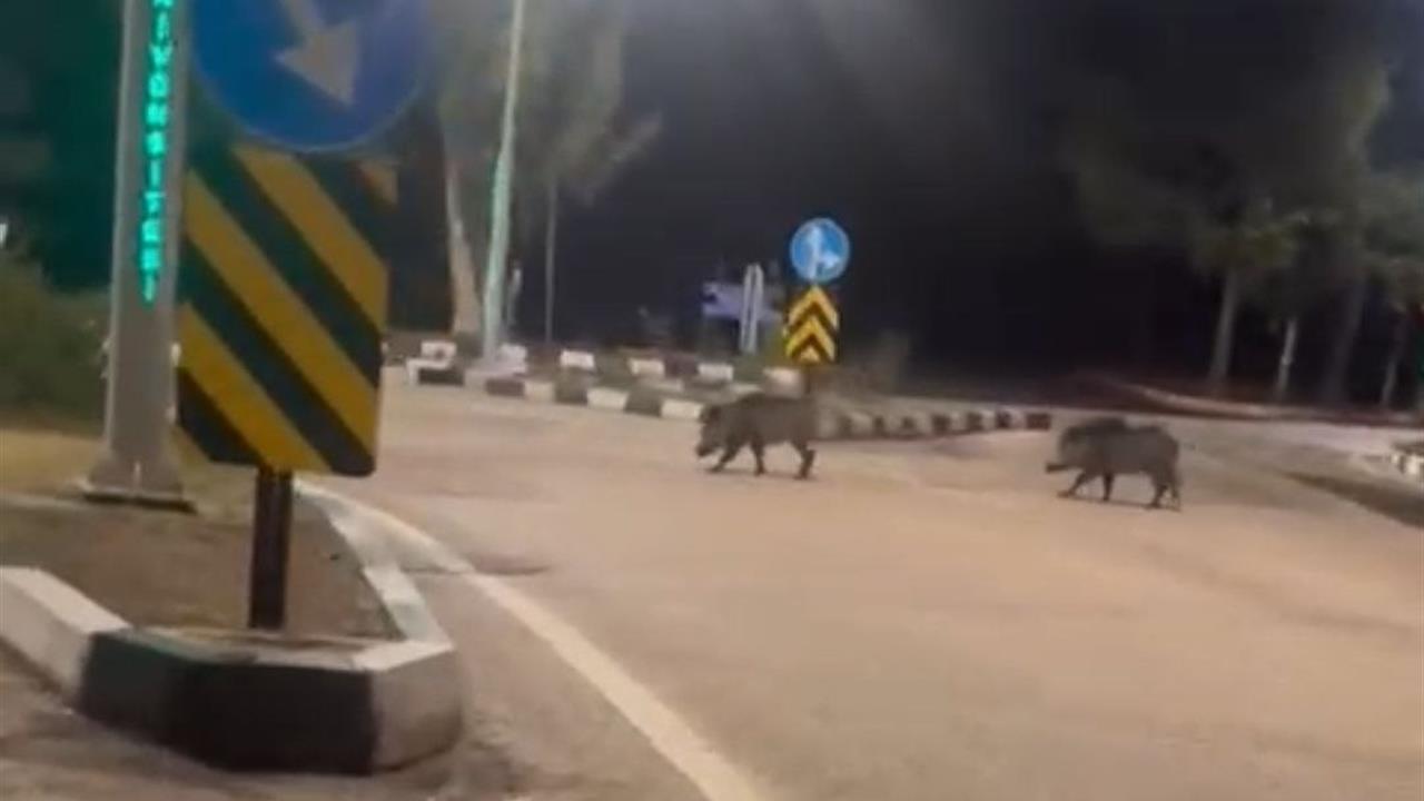 Adana Çukurova Üniversitesi Yerleşkesinde Sürü Halinde Domuzlar Görüntülendi