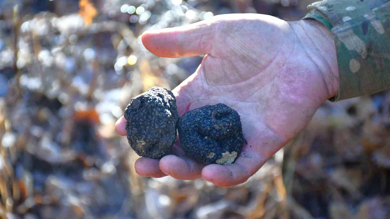 Bayburt'ta 'Kara Elmas' Olarak Bilinen Trüf Mantarları Keşfedildi