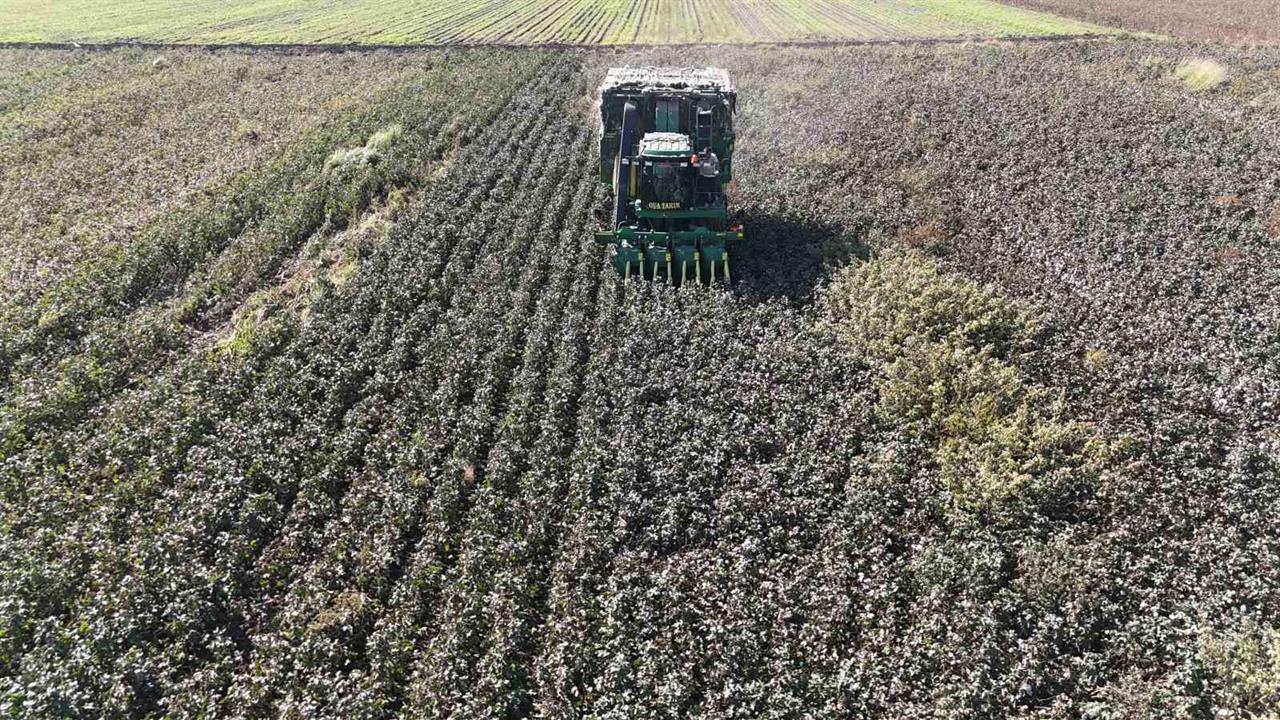 Hatay Amik Ovası'nda Kuraklık Nedeniyle Pamuk Rekoltesinde Düşüş Gözlemlendi