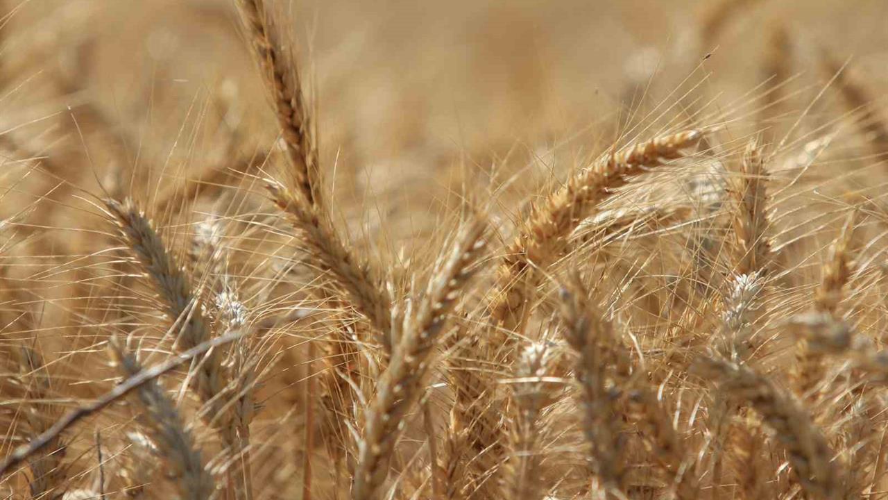 Bursa'da Küresel Tahıl Üretiminde Tüm Zamanların Zirvesi Bekleniyor