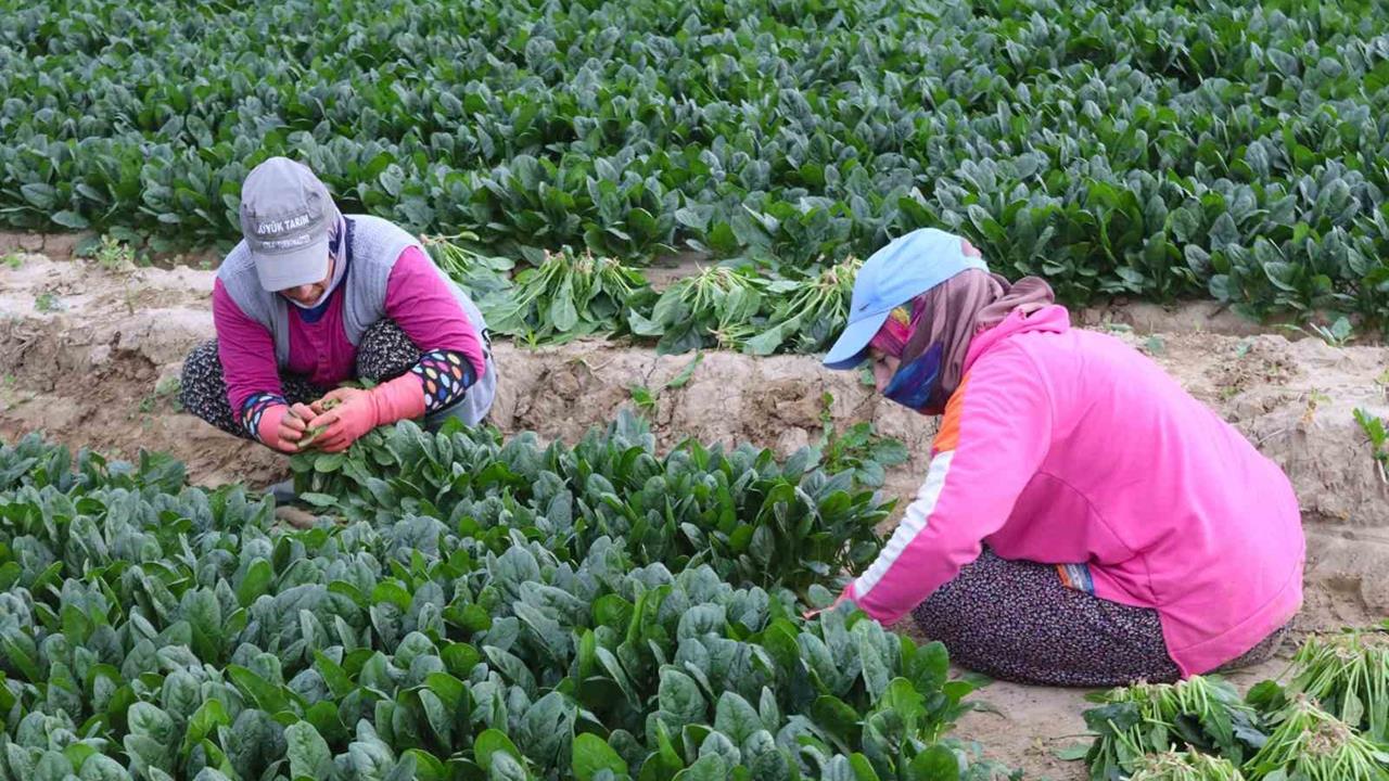 İzmir Menemen'de Devam Eden Ispanak Hasadında Fiyat Farkları Dikkat Çekiyor