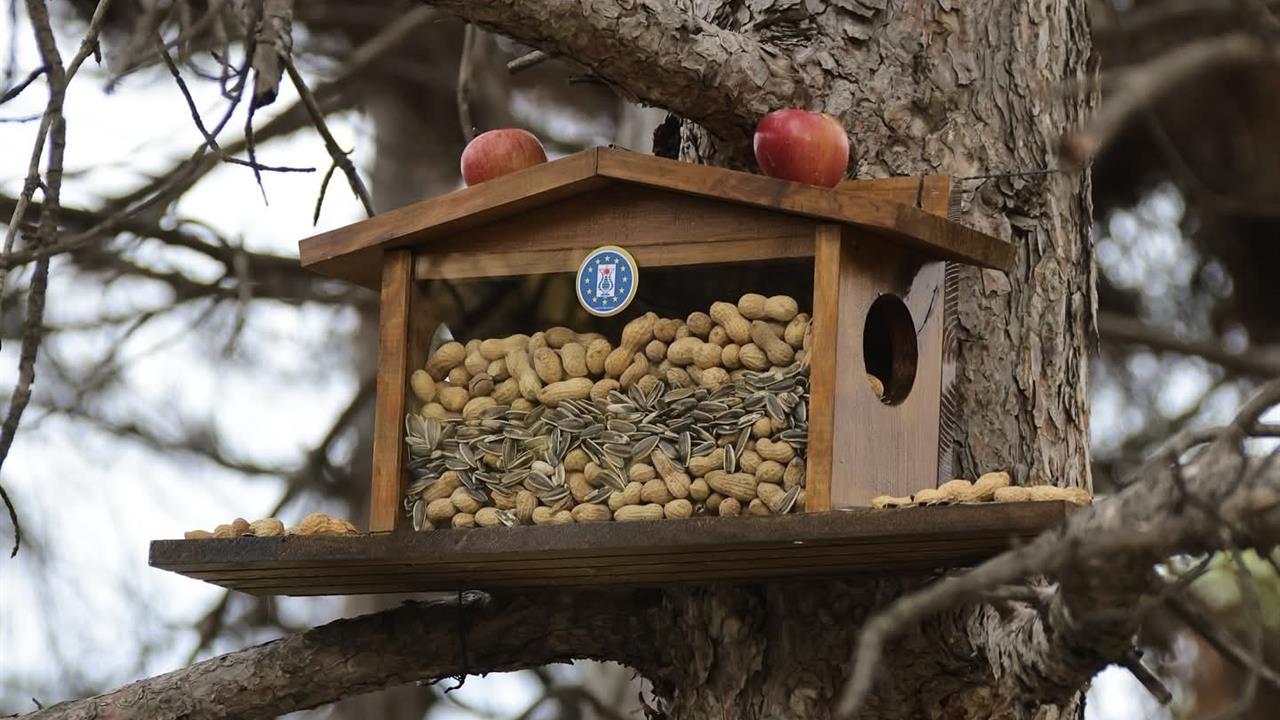 Kütahya'da Sincap ve Kuşlar İçin Kış Hazırlıkları Başlatıldı