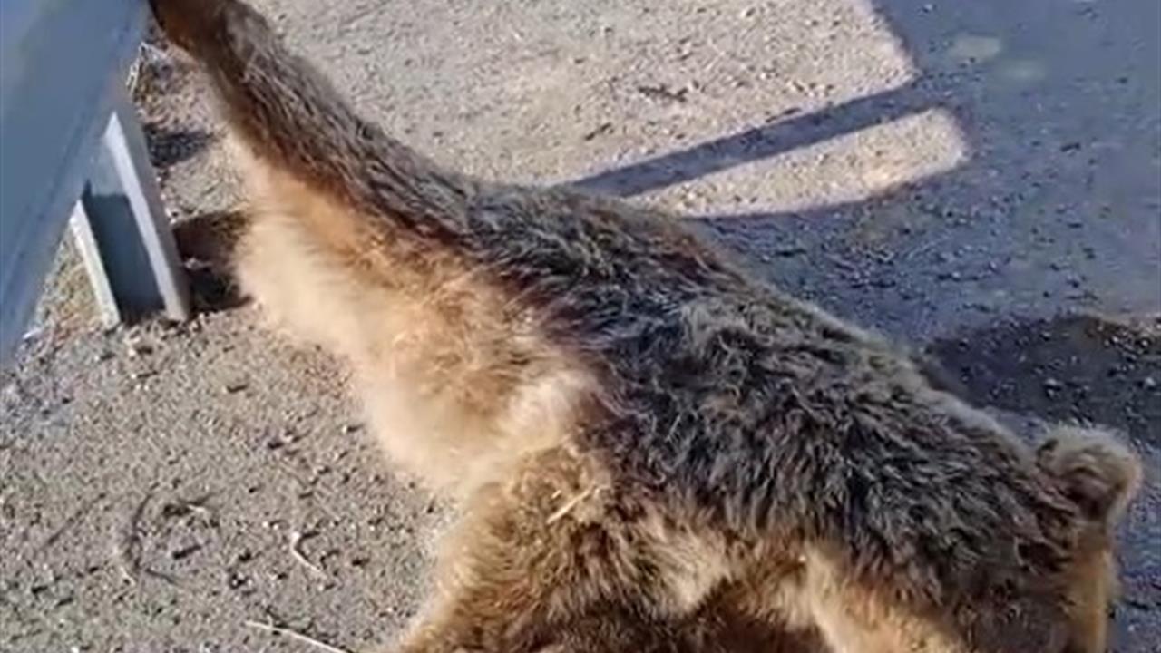 Van Erciş-Muradiye Yolunda Bir Araç Ayıya Çarptı, Ayı Telef Oldu