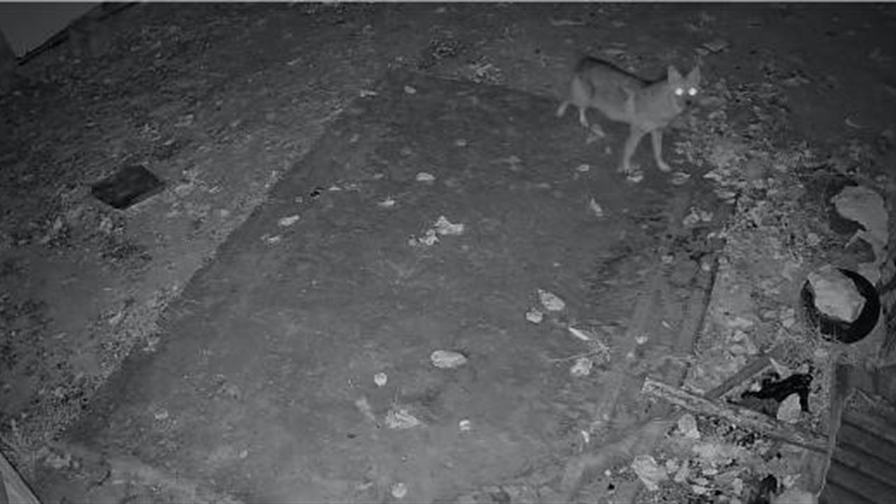 Elazığ Keban'da Güvenlik Kameralarında Yiyecek Arayan Çakal Görüntülendi