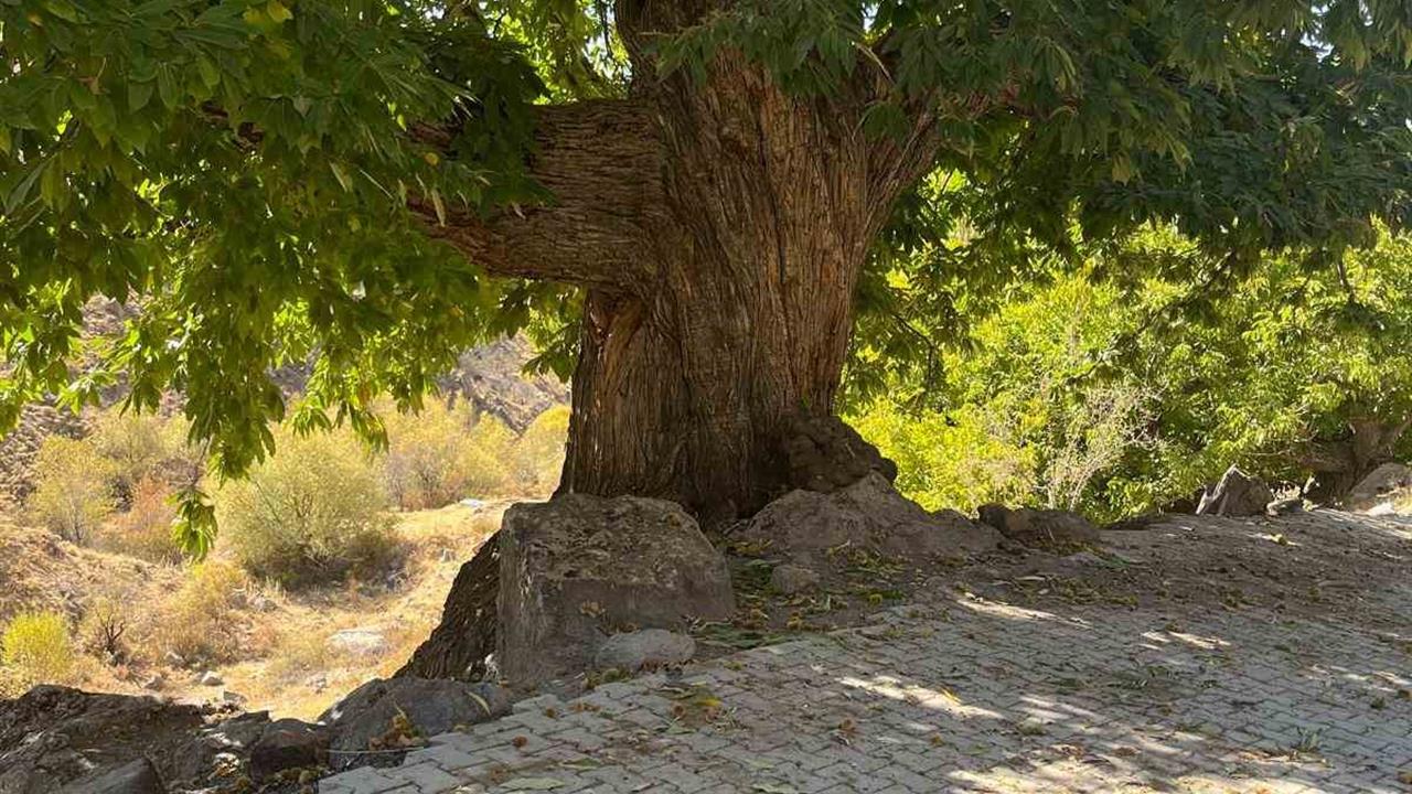 Niğde Bor'da, 500 Yıllık Kestane Ağacı Temalı Hikaye Yarışması Düzenleniyor