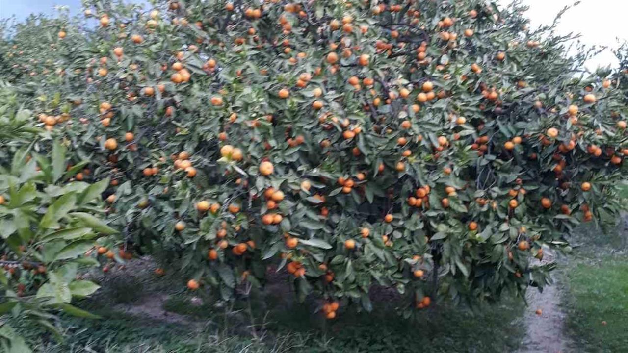 Söke Güllübahçe'de Akdeniz Meyve Sineği Popülasyonu Artıyor