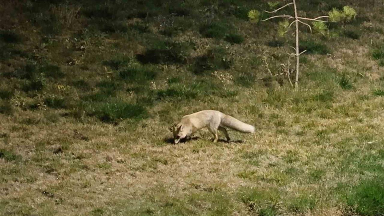 Bitlis Merkez'de Gece Yiyecek Arayan Tilkiler Görüntülendi