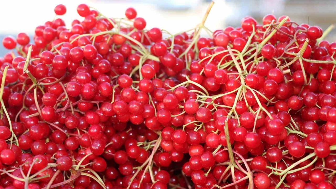 Erzincan'da Gilaburu Meyvesine Yoğun İlgi Gösteriliyor