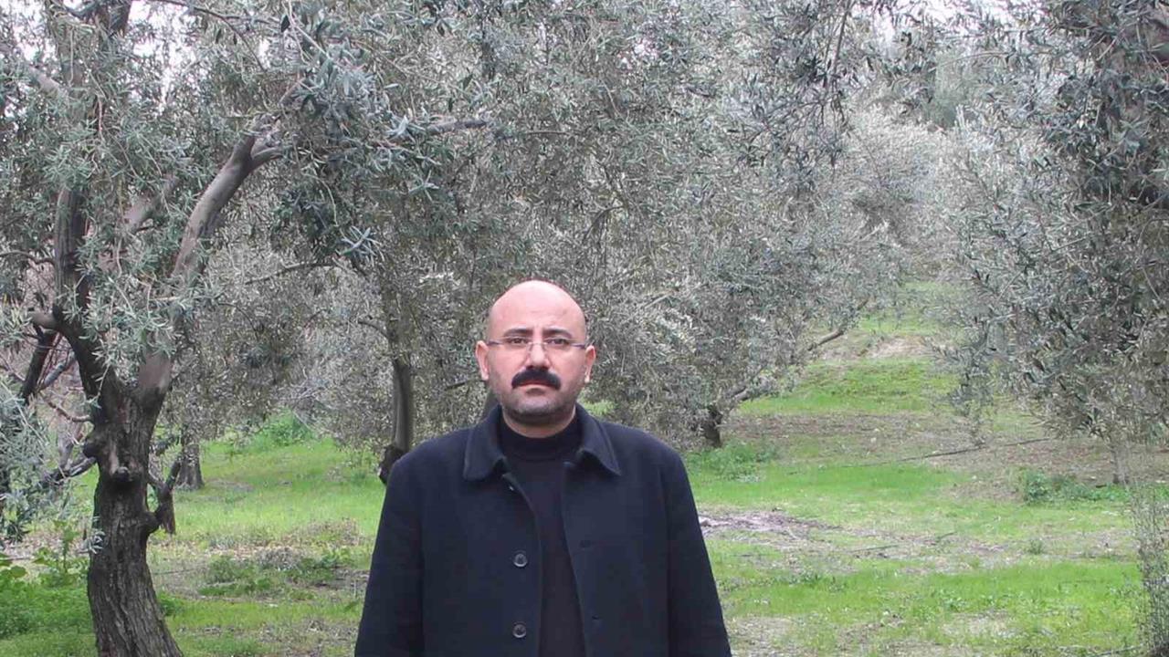 Mut'ta 120 Bin Ton Zeytin Rekoltesi Bekleniyor, Fiyatlar Üreticiyi Güldürüyor