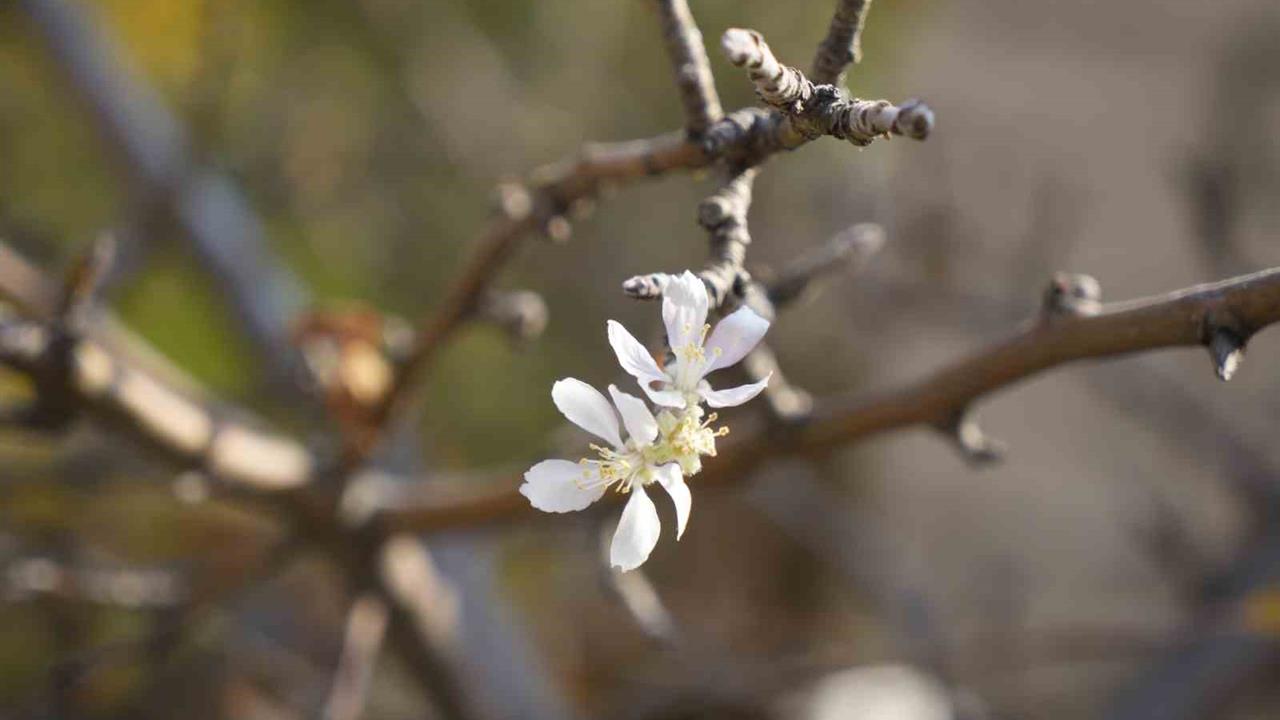 Gümüşhane Merkez'de Kasım Ayında Elma Ağacı Çiçek Açtı