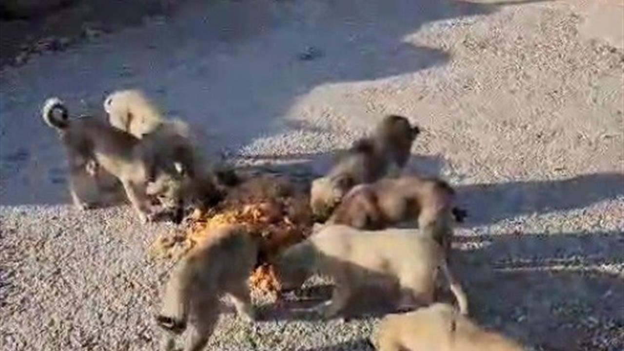 Bayburt'ta Kamyon Şoförü Yıldıray Ata, Sokak Hayvanlarını Besliyor