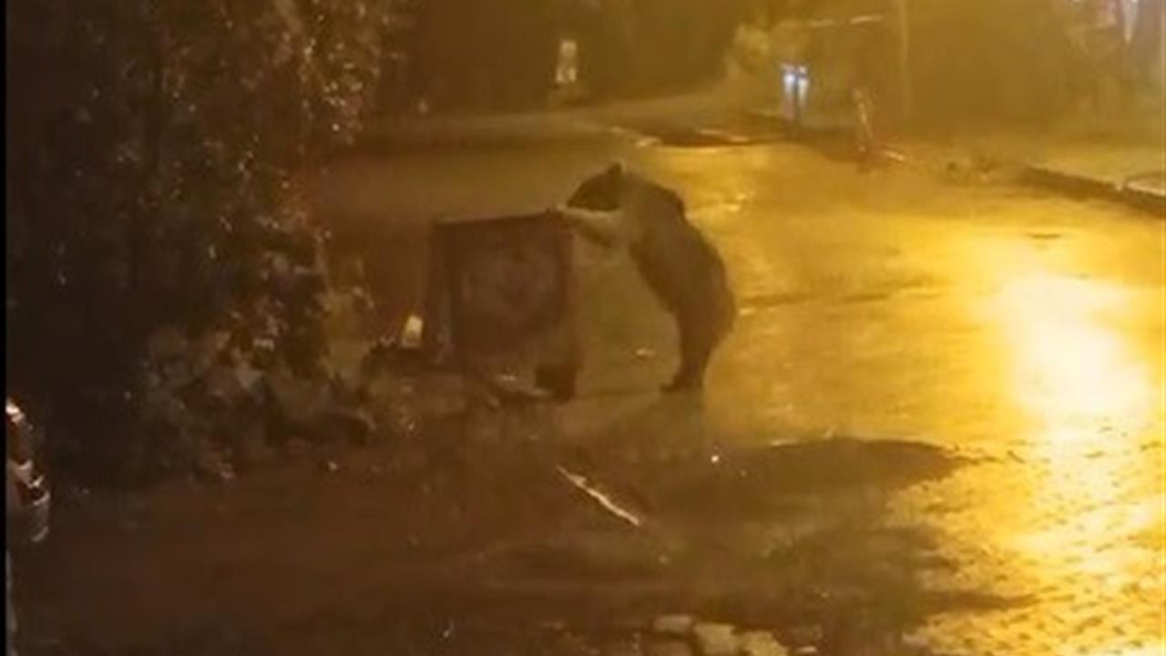 Sarıkamış Kars'ta Bozayı Çöp Konteynerinde Yiyecek Aradı