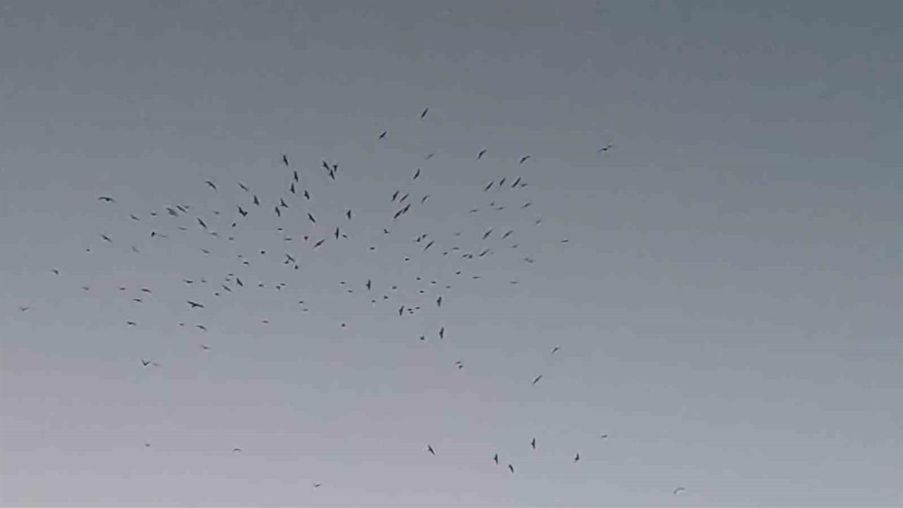 Van Gölü'nde Gün Batımında Kuş Sürüsü Görsel Şöleni