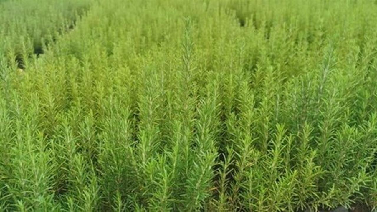 Muğla'da Atıl Arazilerin Biberiye İle Yeniden Canlandırılması Hedefleniyor