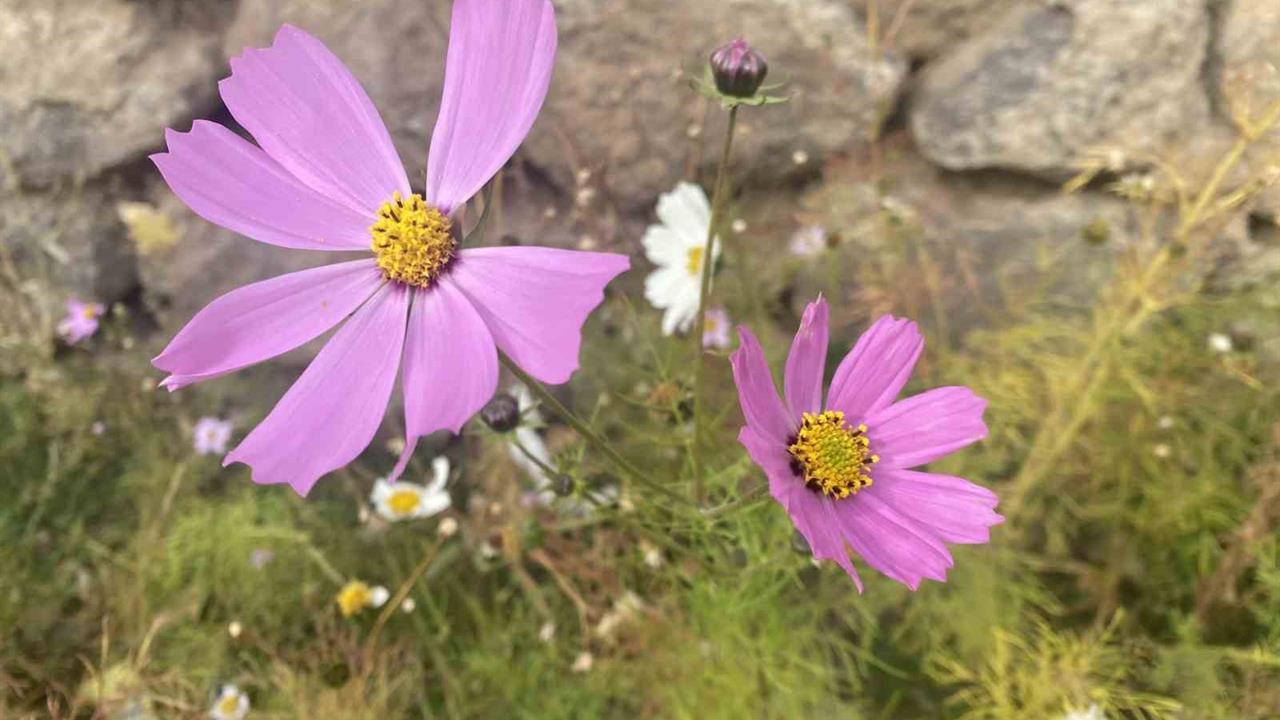 Ağrı Patnos'ta Kasım Ayında Açan Çiçekler İlgi Çekti