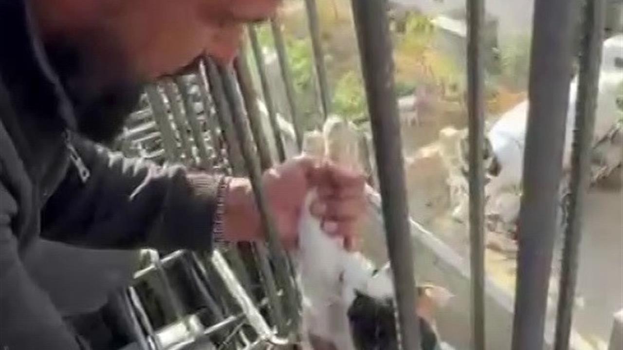 Adıyaman'da İnşaatta Mahsur Kalan Kedi Son Anda Kurtarıldı