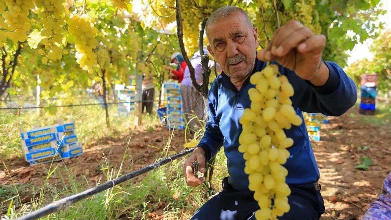 Sarıgöl Manisa'da Üzüm Fiyatları Düşüşe Geçti, Üreticiler Zor Durumda
