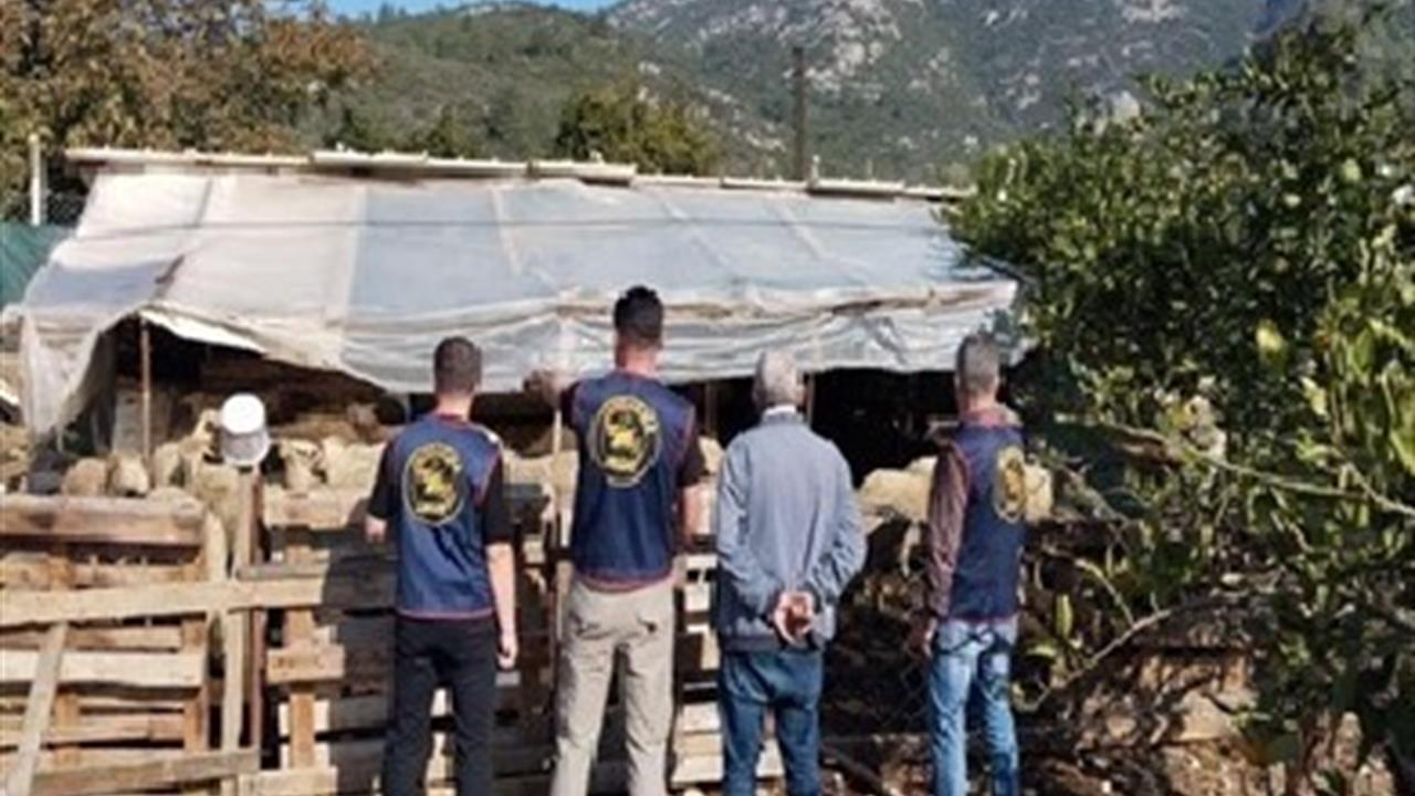 Aydın Germencik'te Çalınan 14 Küçükbaş Hayvan Sahibine Teslim Edildi