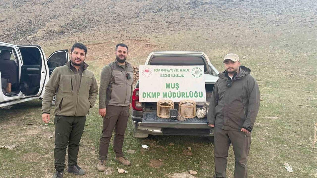 Muş'ta Yasa Dışı Kafes Avcılığı Yapan Şahsa 20 Bin TL Ceza Uygulandı