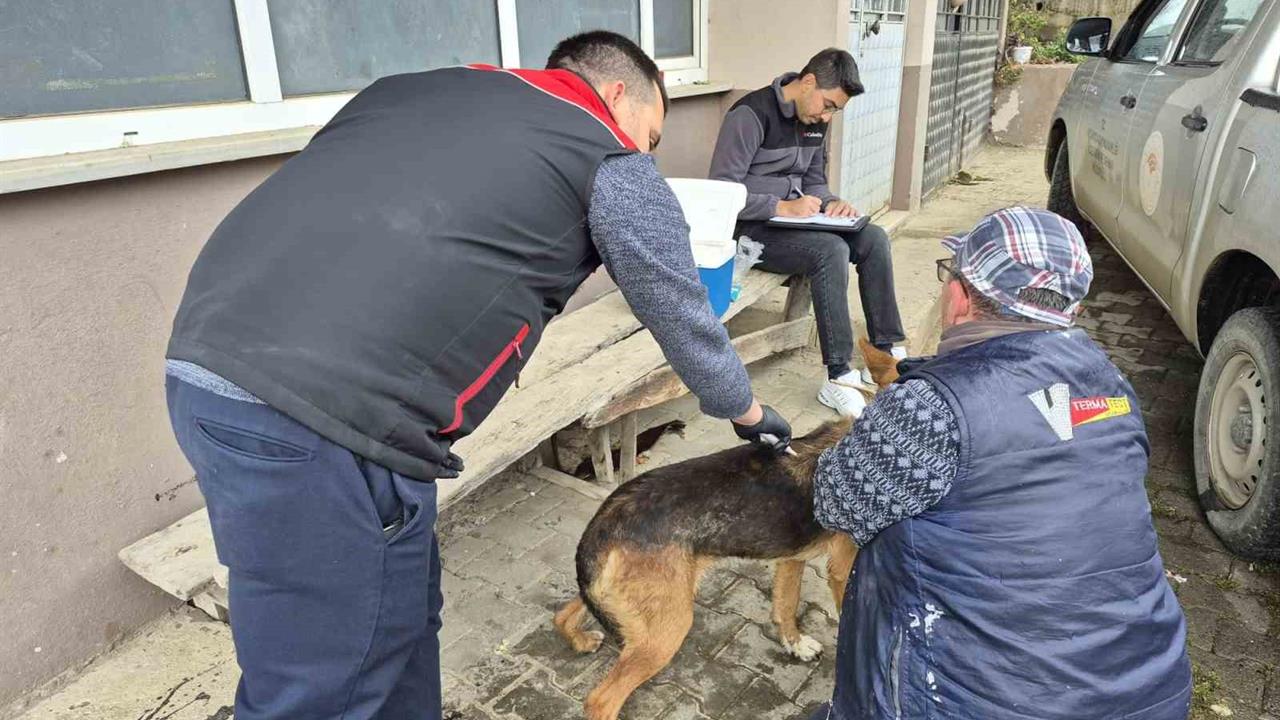 Düzce Akçakoca'da Kedi ve Köpekler İçin Dijital Kimliklendirme Süreci Devam Ediyor