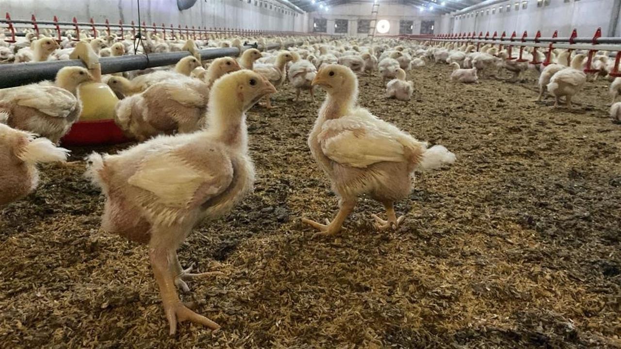 Söke'de Kuş Gribi Riski Nedeniyle Kanatlı Hayvanlara Kısıtlama Getirildi