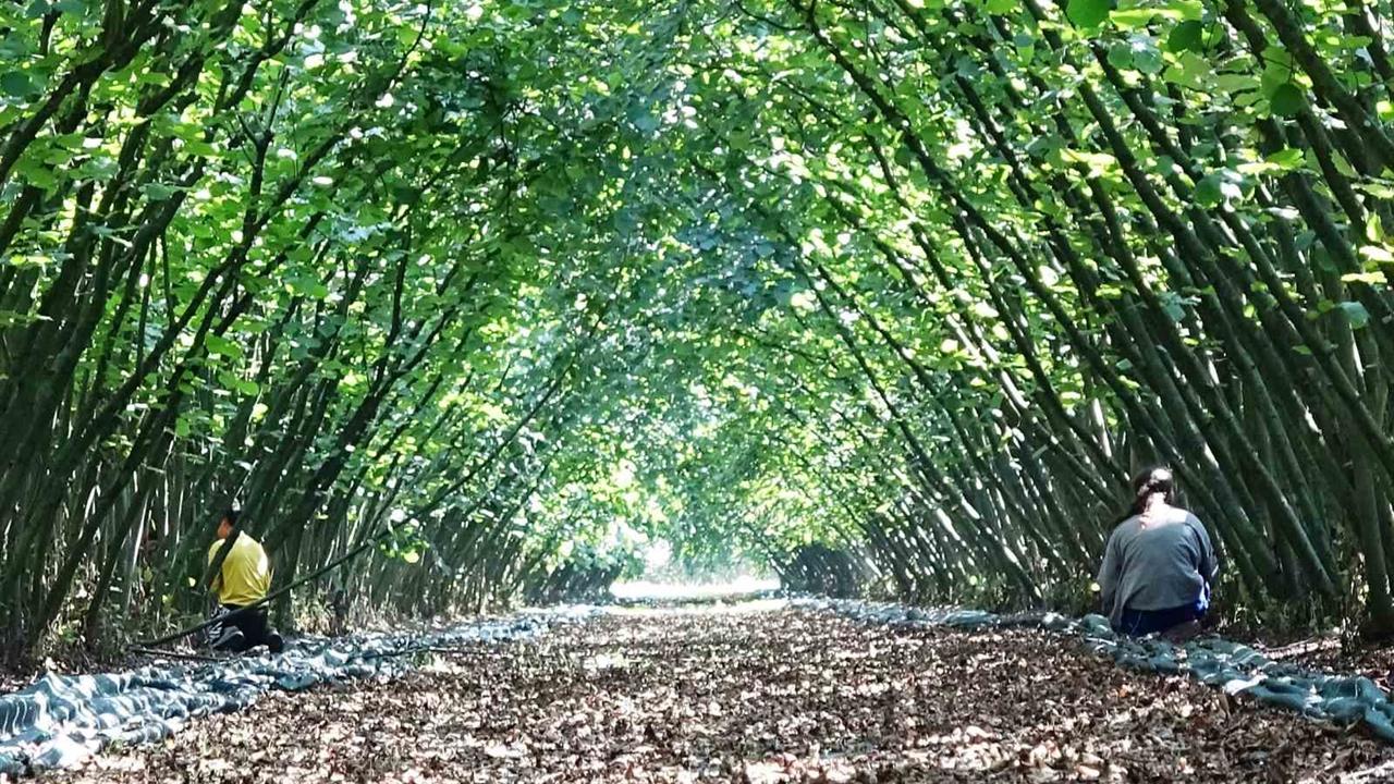 Samsun'da 63 Yatırımcıya Fındık Hasat Filesi Hibesi Yapıldı