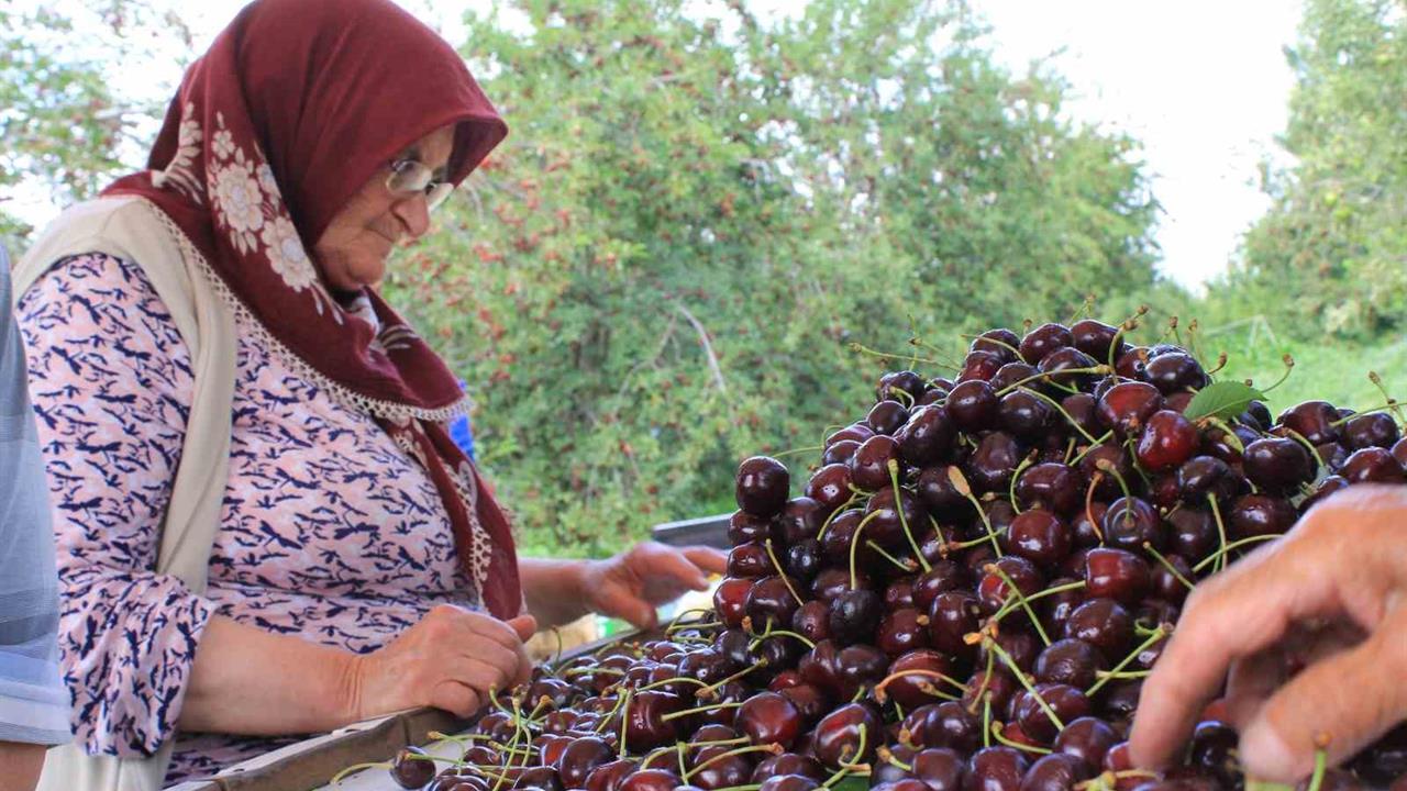 Bursa'da Dondurulmuş Kiraz İhracatında Dünya Lideri Olduğumuz Açıklandı