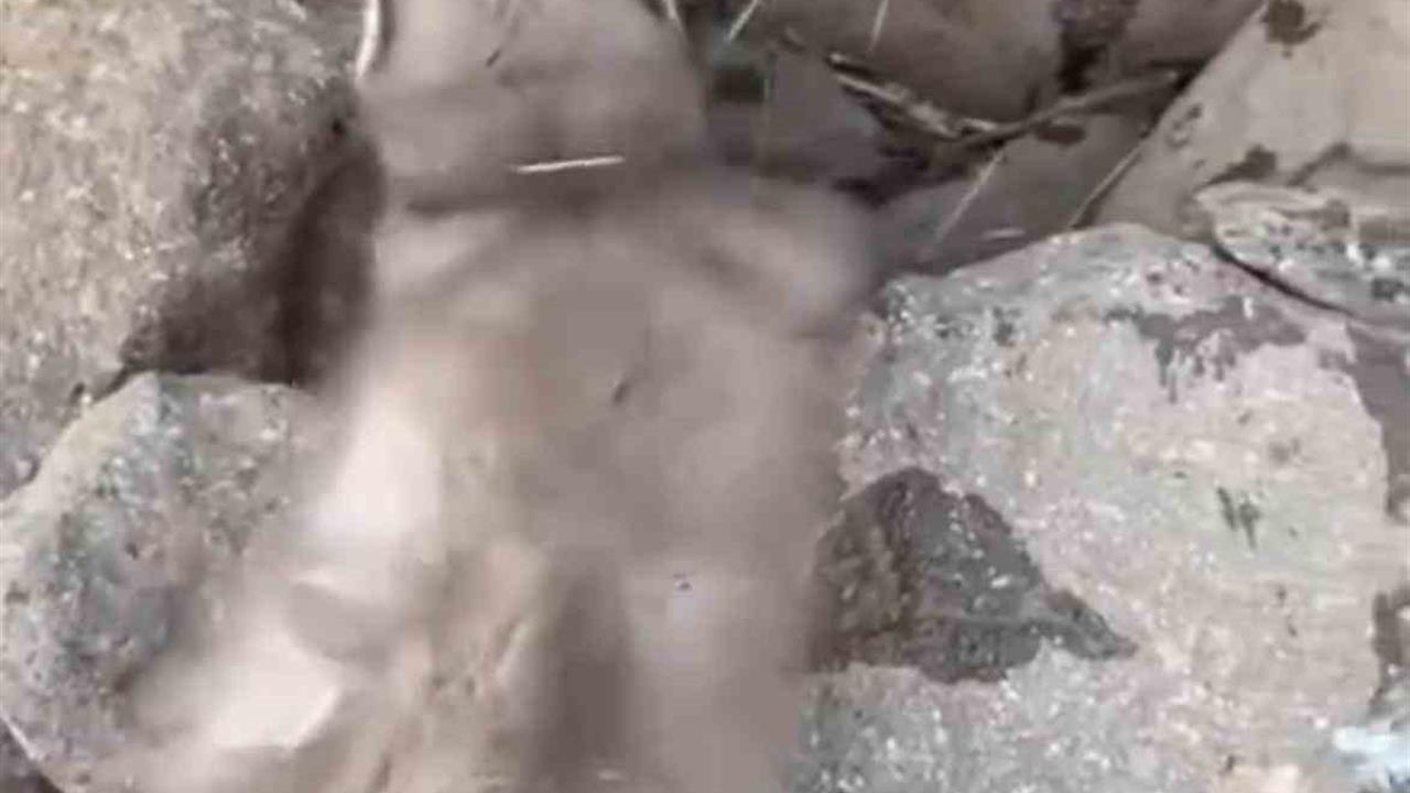 Diyarbakır Çınar'da Bitkin Halde Bulunan Gelincik, Vatandaşlar Tarafından Görüntülendi