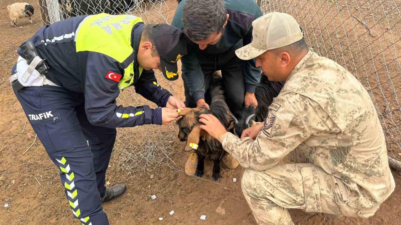 Siirt'te Hayvan Kazalarını Önlemek İçin Reflektif Bant Uygulaması Başlatıldı