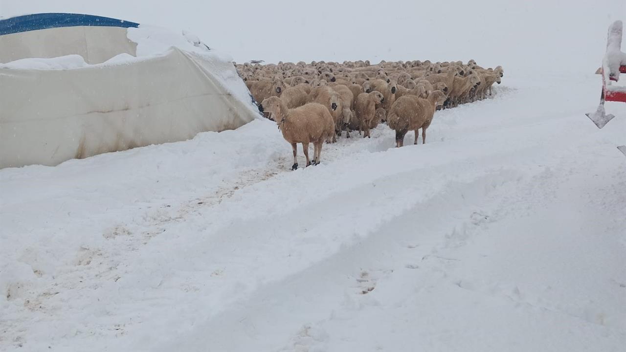 Sivas Kangal'da Çöken Çadırda 8 Koyun Telef Oldu