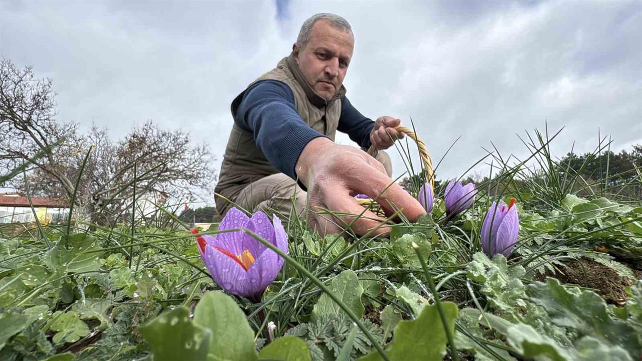 Karabük Safranbolu'da Yağışlı Hava, Safran Hasadını 10 Gün Uzattı