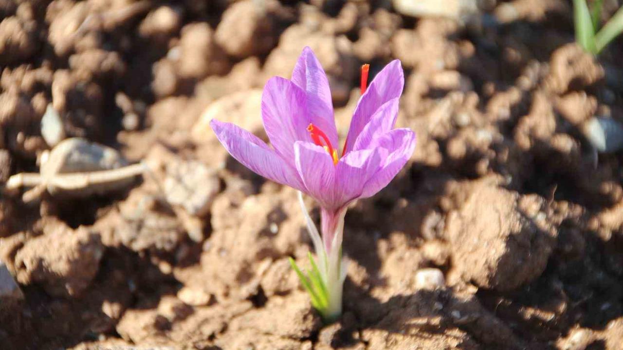 Denizli Honaz'da Yerel Tohum Merkezi'nde Safran Soğanları Filizlenmeye Başladı