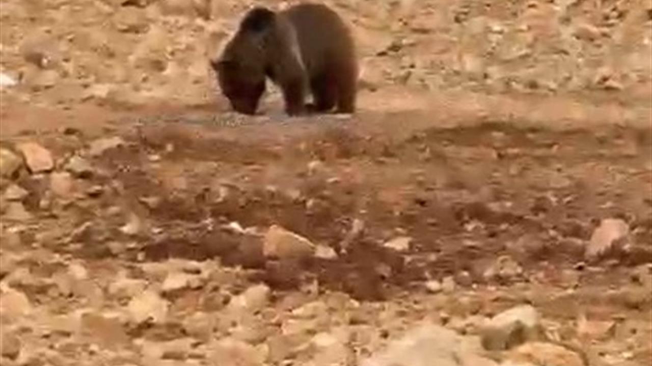 Gümüşhane Şiran'da Yiyecek Arayan Ayıya Hamsi Verildi