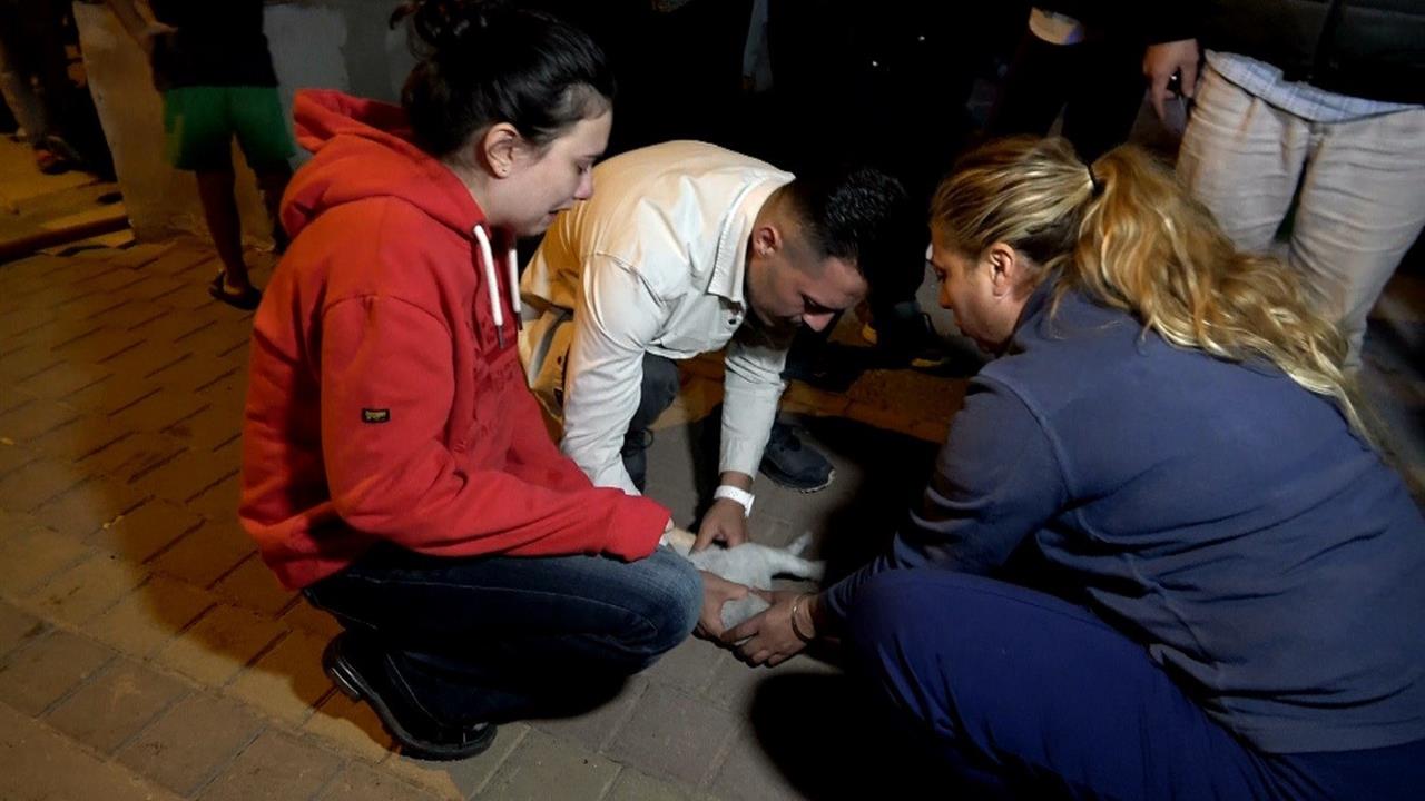 Antalya'da Çıkan Yangında İki Kedi Hayatını Kaybetti