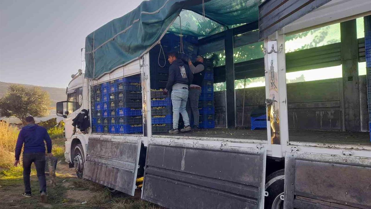 Manisa Sarıgöl'de Örtüaltı Üzüm Hasadı Sürüyor