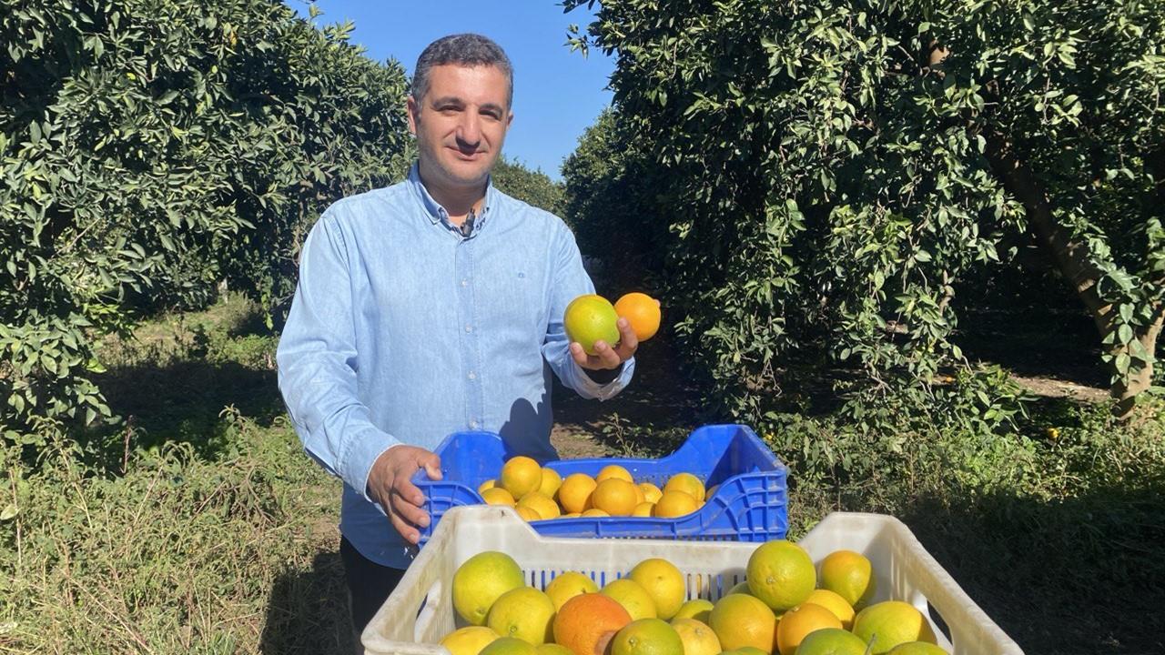 Finike'de Portakal Sezonu Başladı, 250 Bin Ton Rekolte Bekleniyor