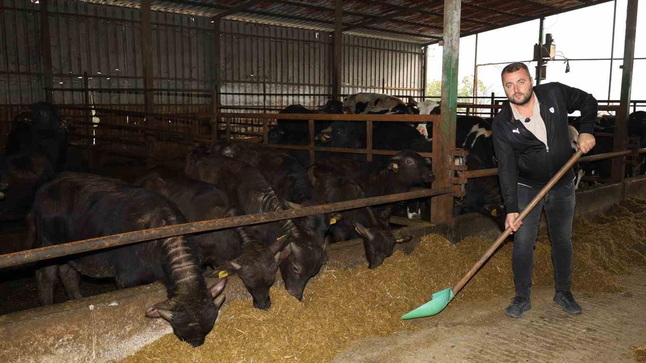 Kocaeli'nde Manda Sayısındaki Artış ve Üretim Faaliyetleri Devam Ediyor