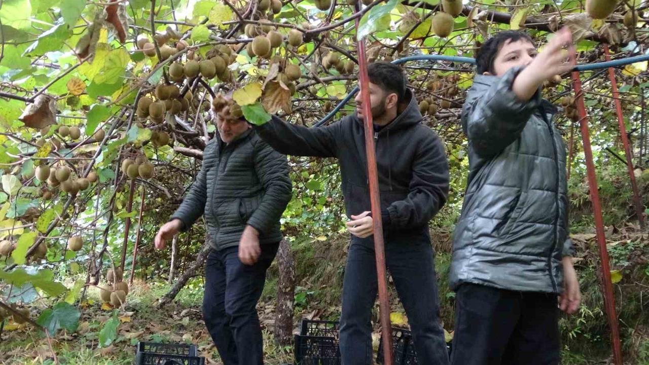 Trabzon'daki Kivi Üreticileri, İran Kivisinin Fiyatları Düşürdüğünü Belirtti