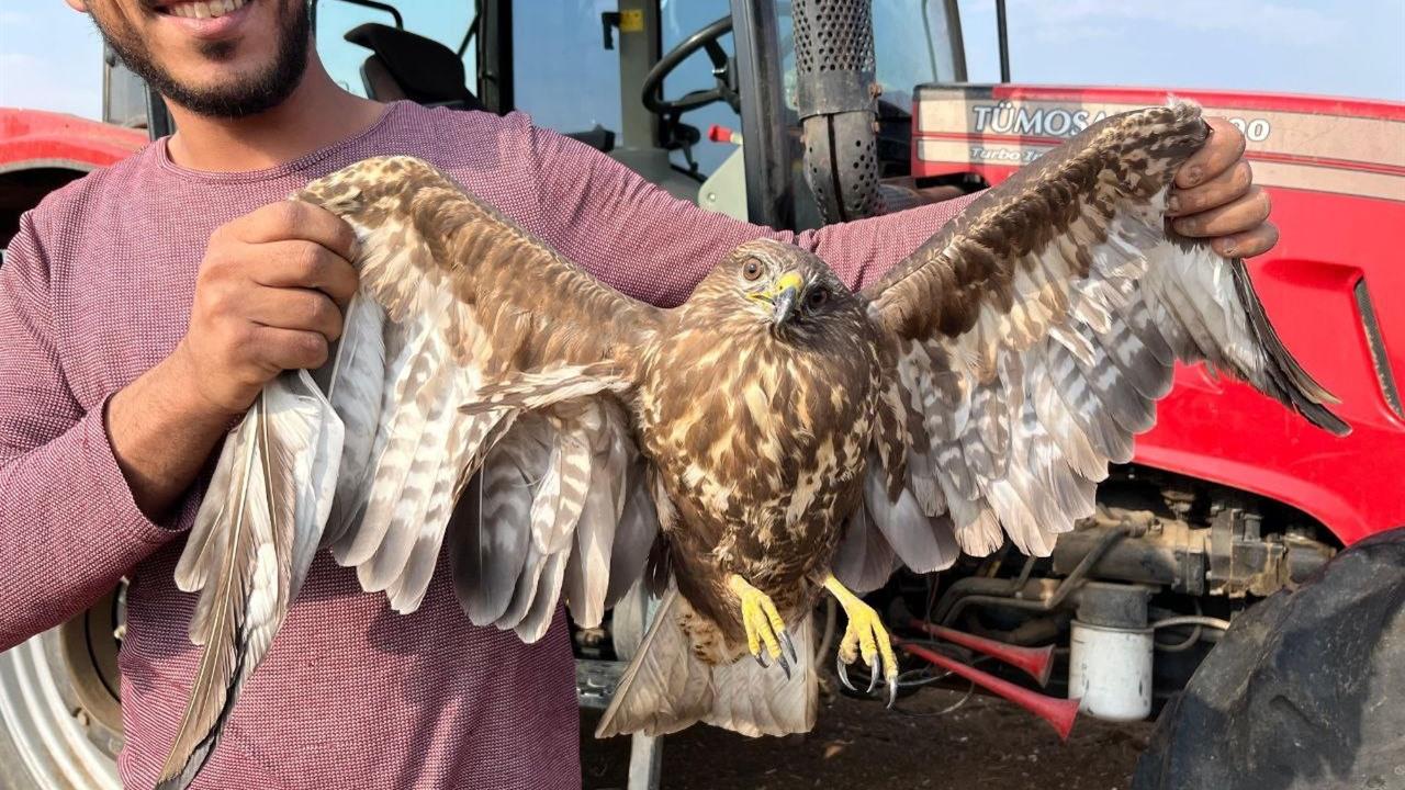 Adana Ceyhan'da Çiftçi, Uçamayan Şahine Yardım Etti