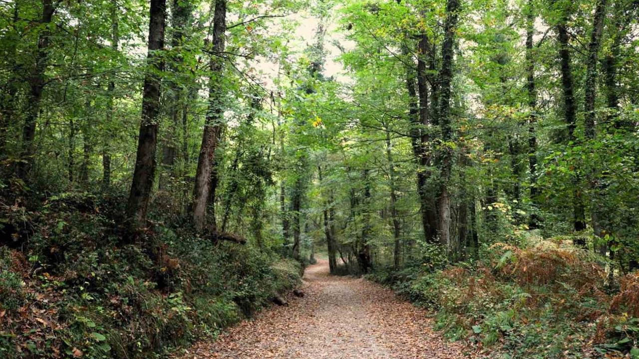 Kocaeli Ormanya, Sonbahar Renkleriyle Ziyaretçilerini Bekliyor