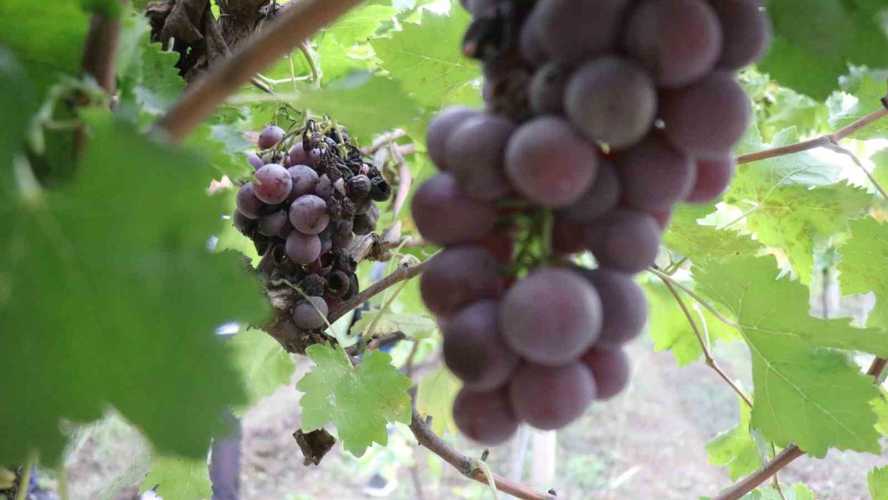 Sakarya Pamukova'da Zirai Don Nedeniyle Üzüm Verimi Yüzde 80 Düşüş Gösterdi